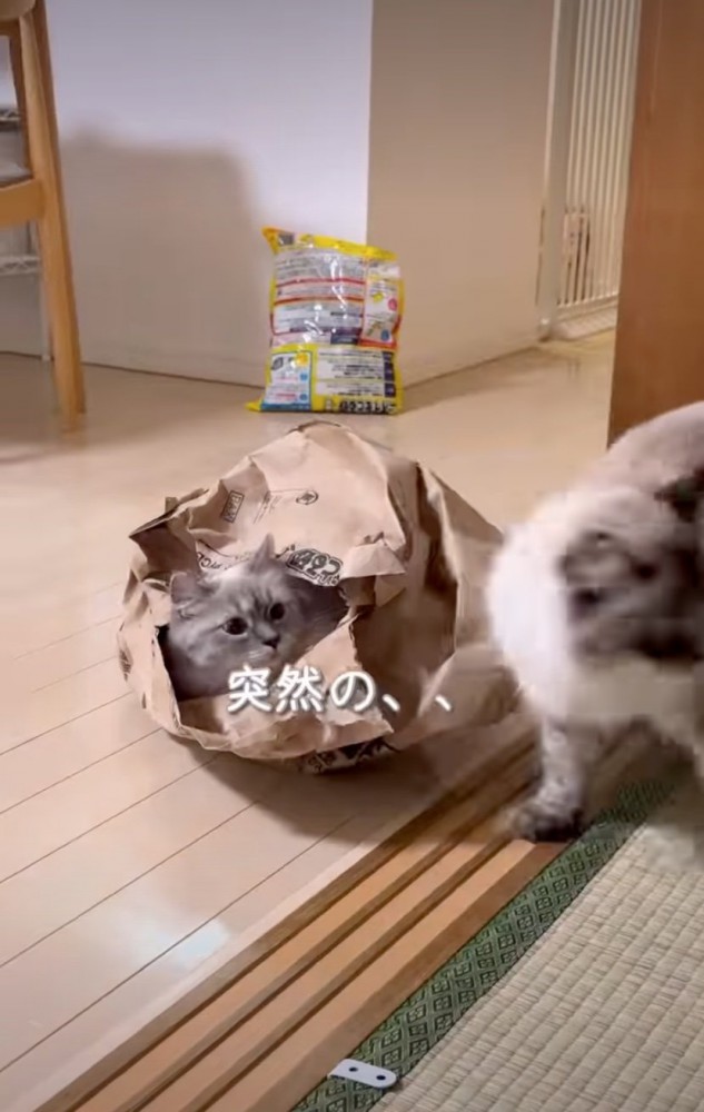 呆然とする猫