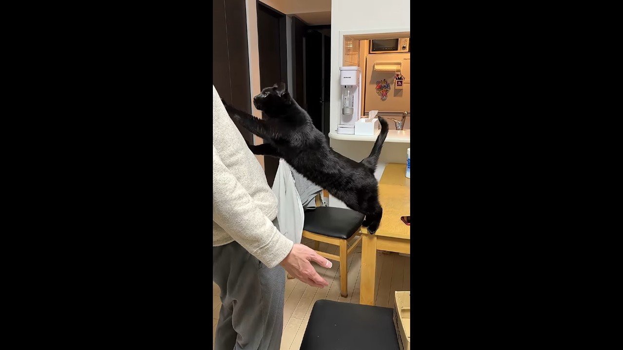 両前足をお腹に(左前足が上)