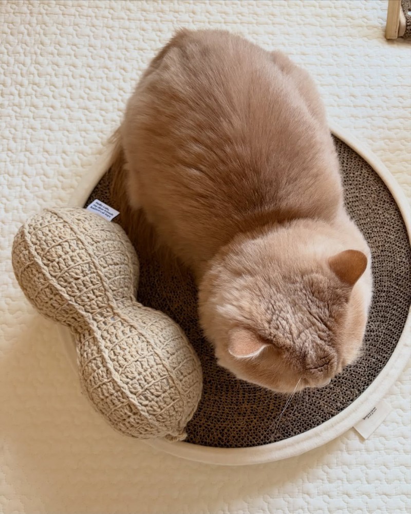 丸い頭と体がピーナッツのぬいぐるみそっくりな猫