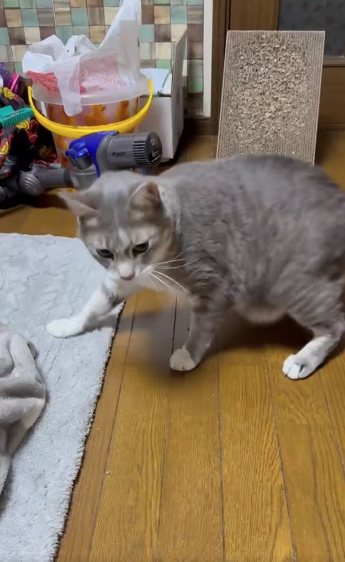 立っているサバトラ