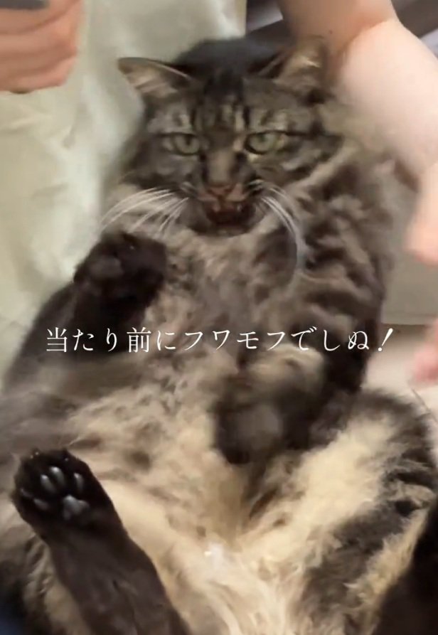 座る猫