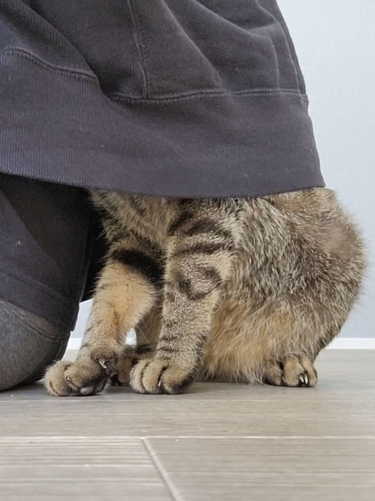 飼い主さんの背中に顔を隠すキジトラ猫2