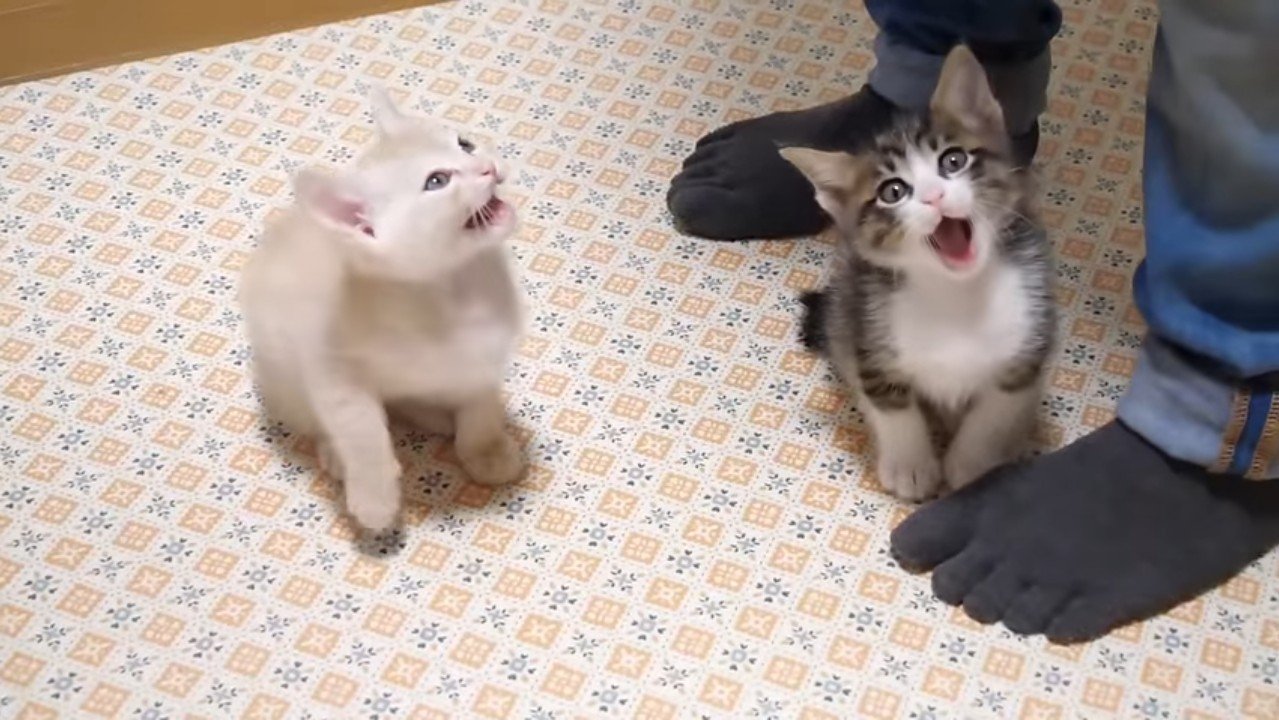 口を開けるふたり