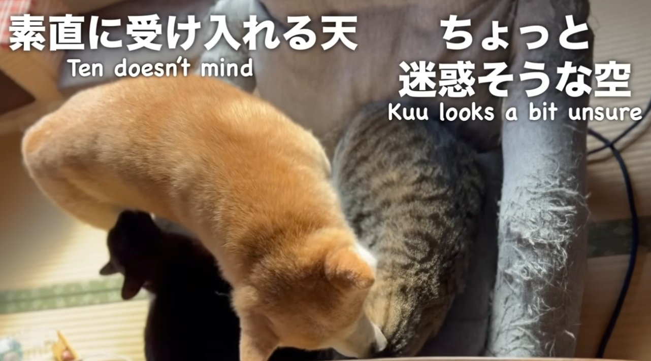 毛づくろいをしあう2匹の猫の間にはいる柴犬