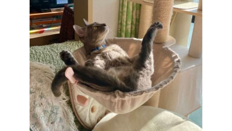 キャットタワーにいる猫