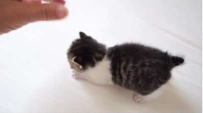 人の手と遊んでいる子猫