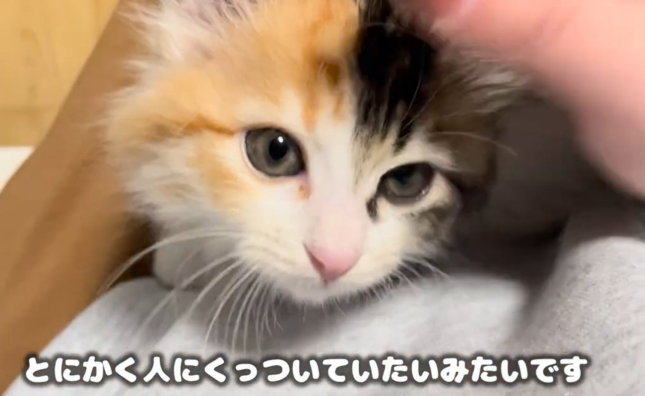 子猫のアップ（とにかく人にくっついていたいみたいです
