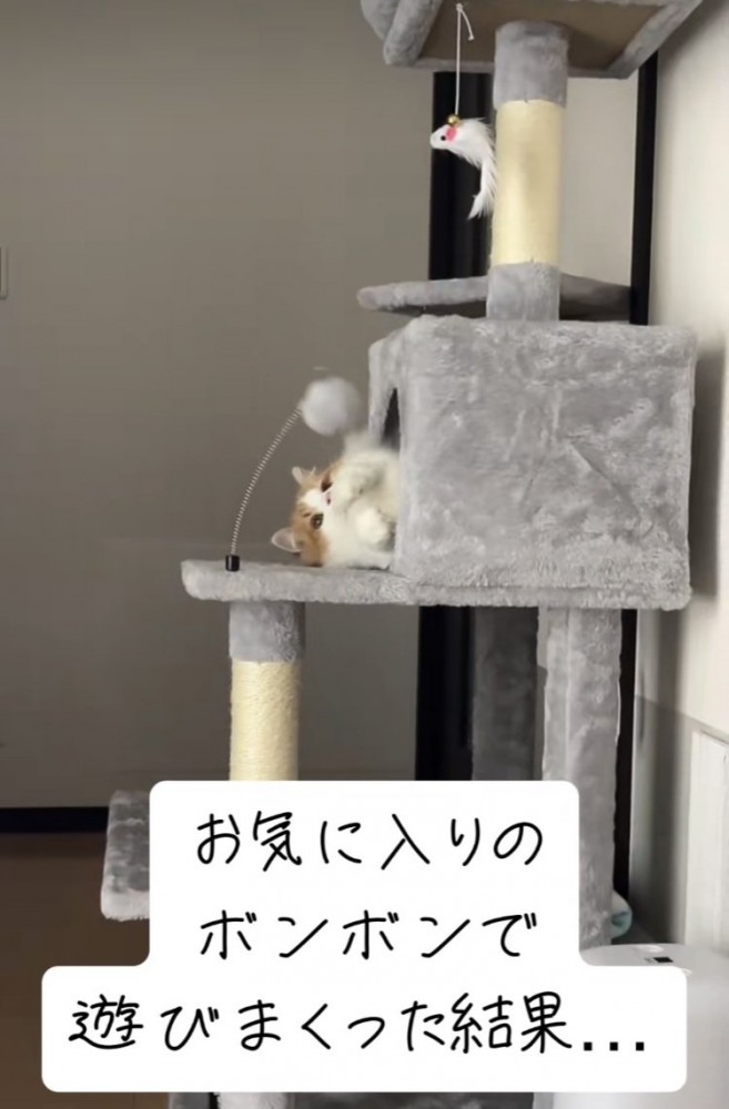 ボンボン付きのおもちゃで遊ぶマンチカン