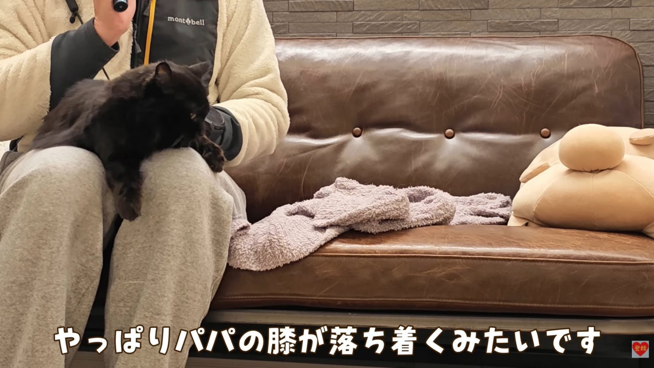 テロップ「やっぱりパパの膝が～」