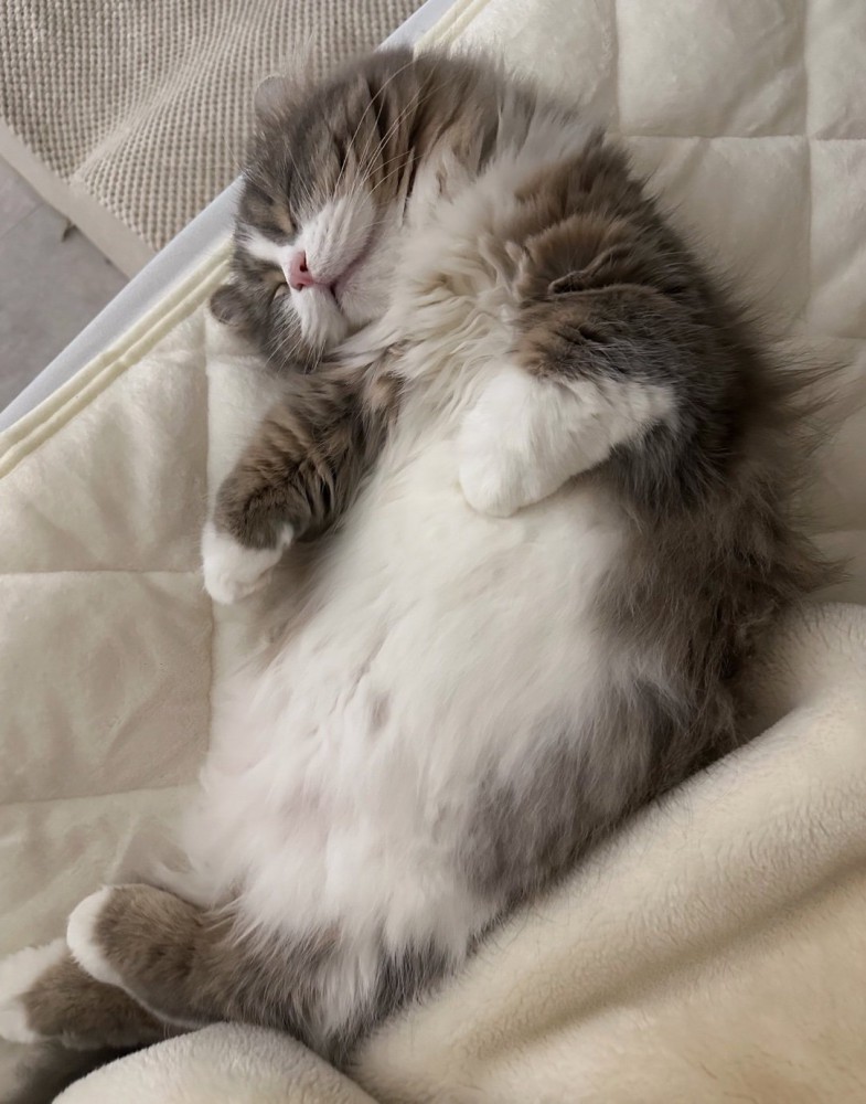 仰向けで眠る猫