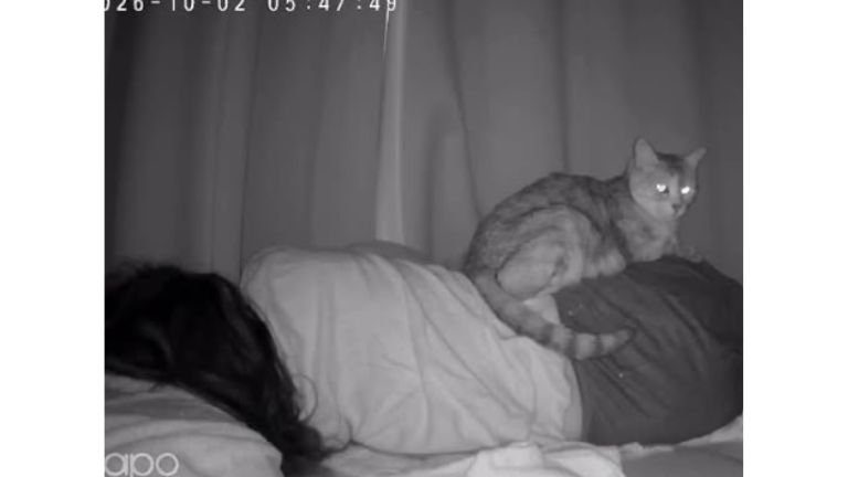 女性の上にいる猫