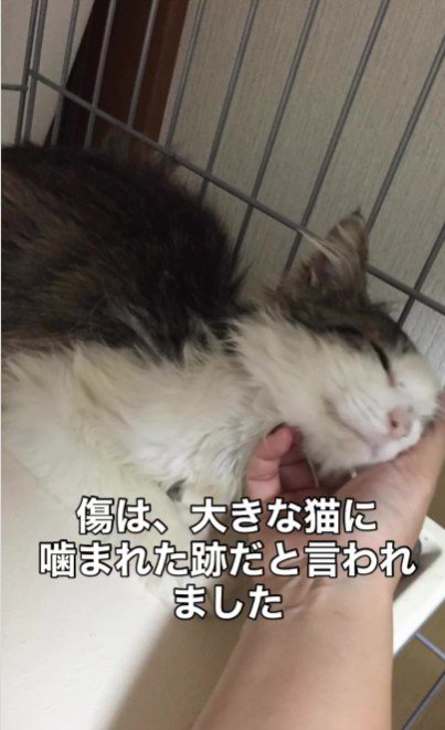 人に撫でられている猫