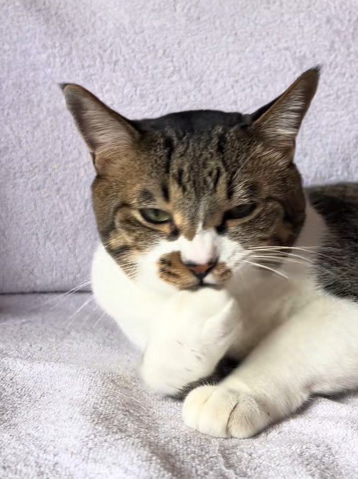 飼い主をじっと見つめる猫