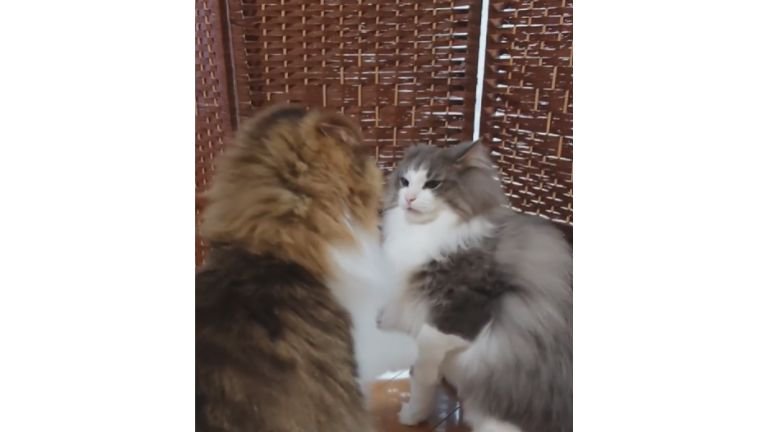 喧嘩している猫