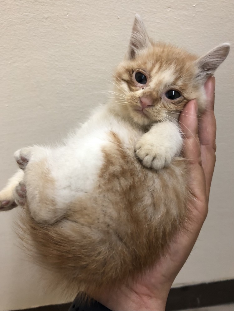 飼い主の手のひらに収まる子猫