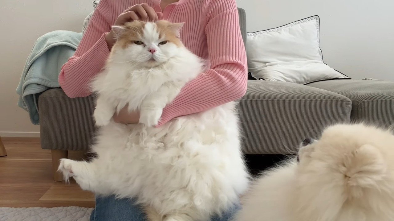 なでなで