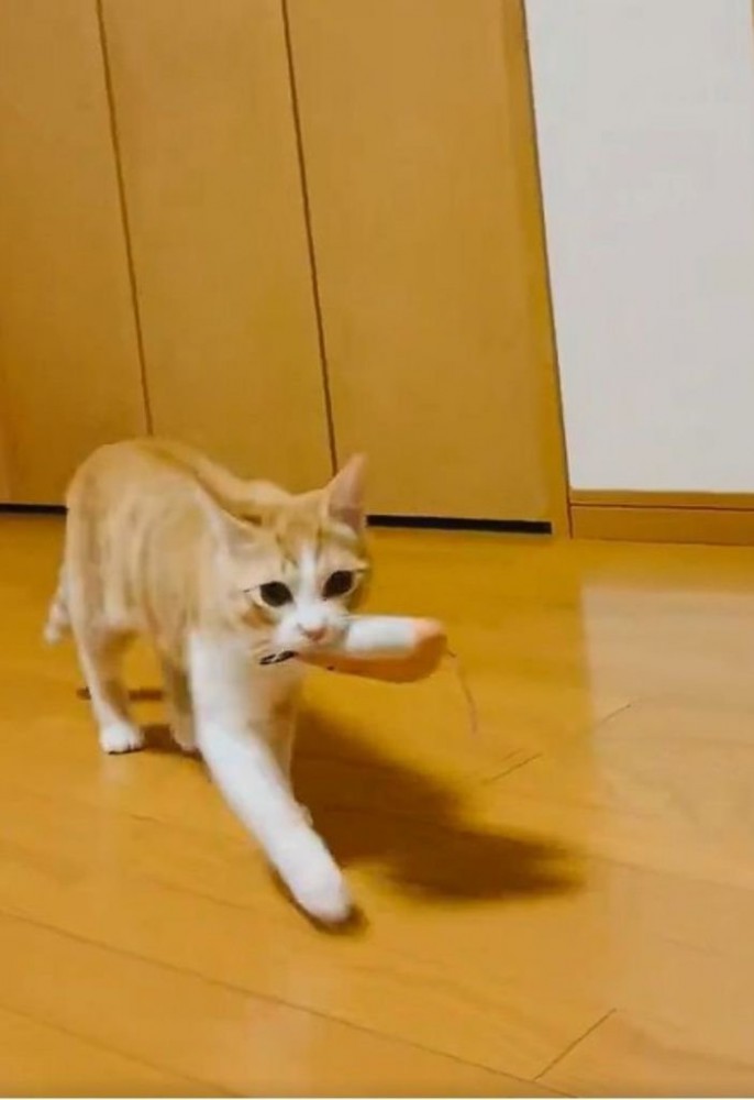 おもちゃを咥えて持ってくる猫