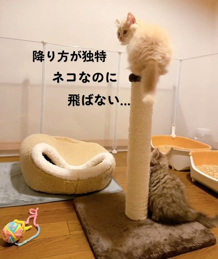 爪とぎポールに乗って振り向く子猫