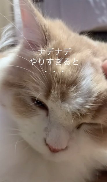 頭を撫でられる猫