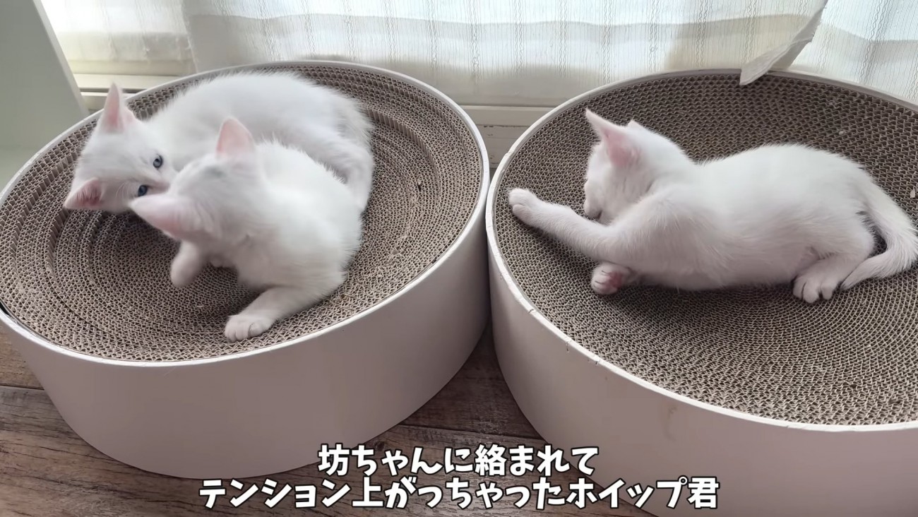 爪とぎの上でじゃれる子猫