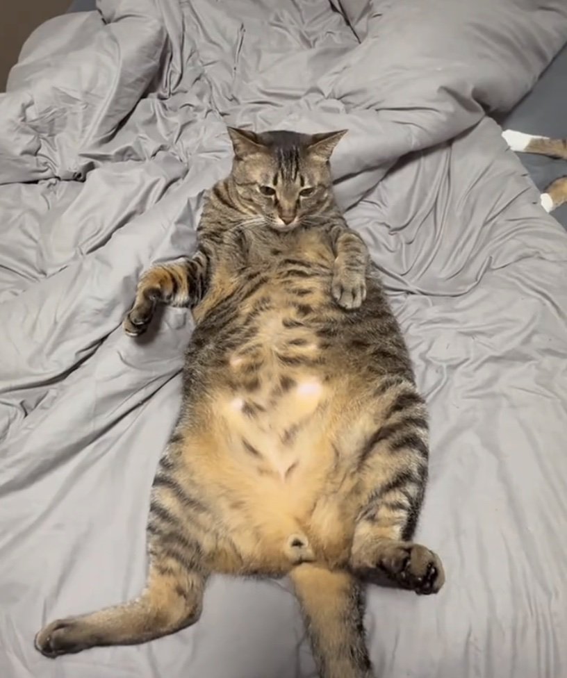 仰向けでくつろぐ猫