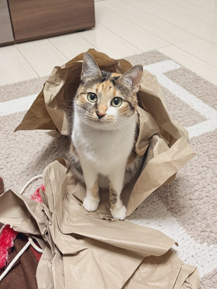 梱包材とこはくちゃん