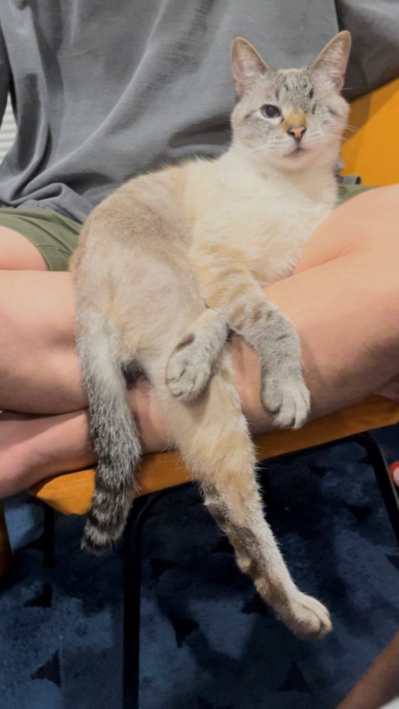 抱っこされて足を伸ばしている猫