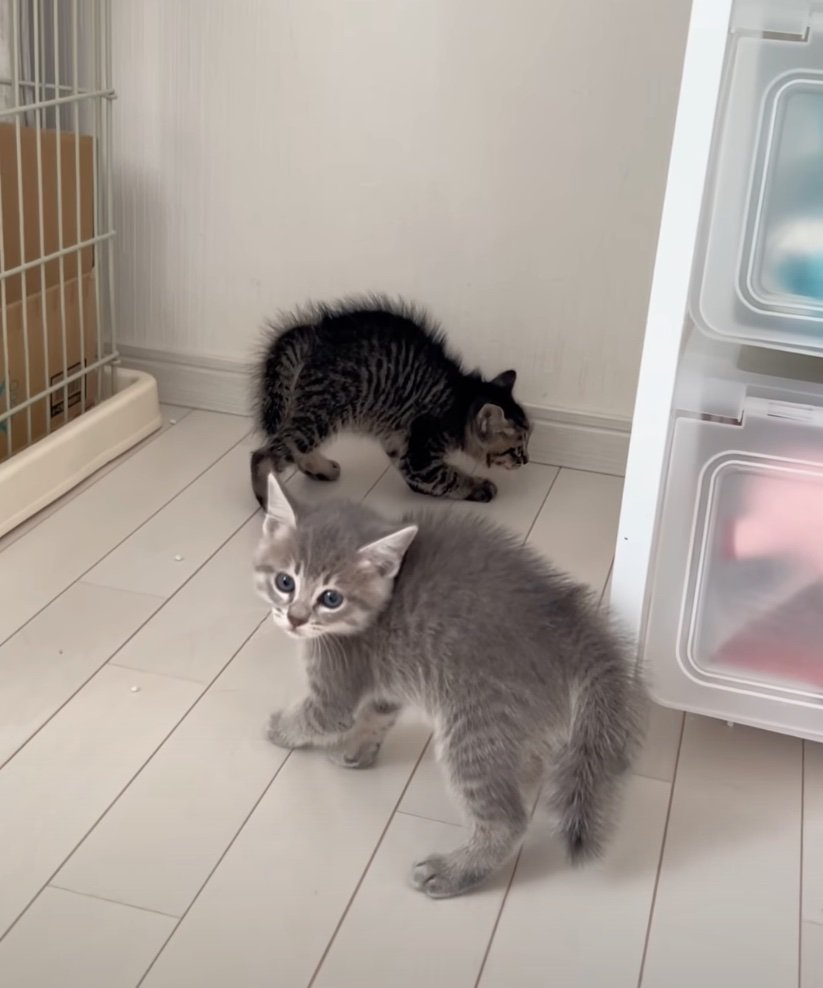 困惑する子猫