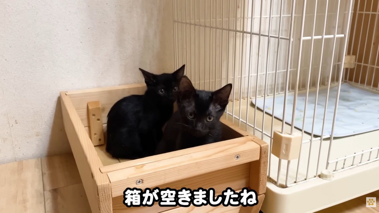 テロップ「箱が空きましたね」