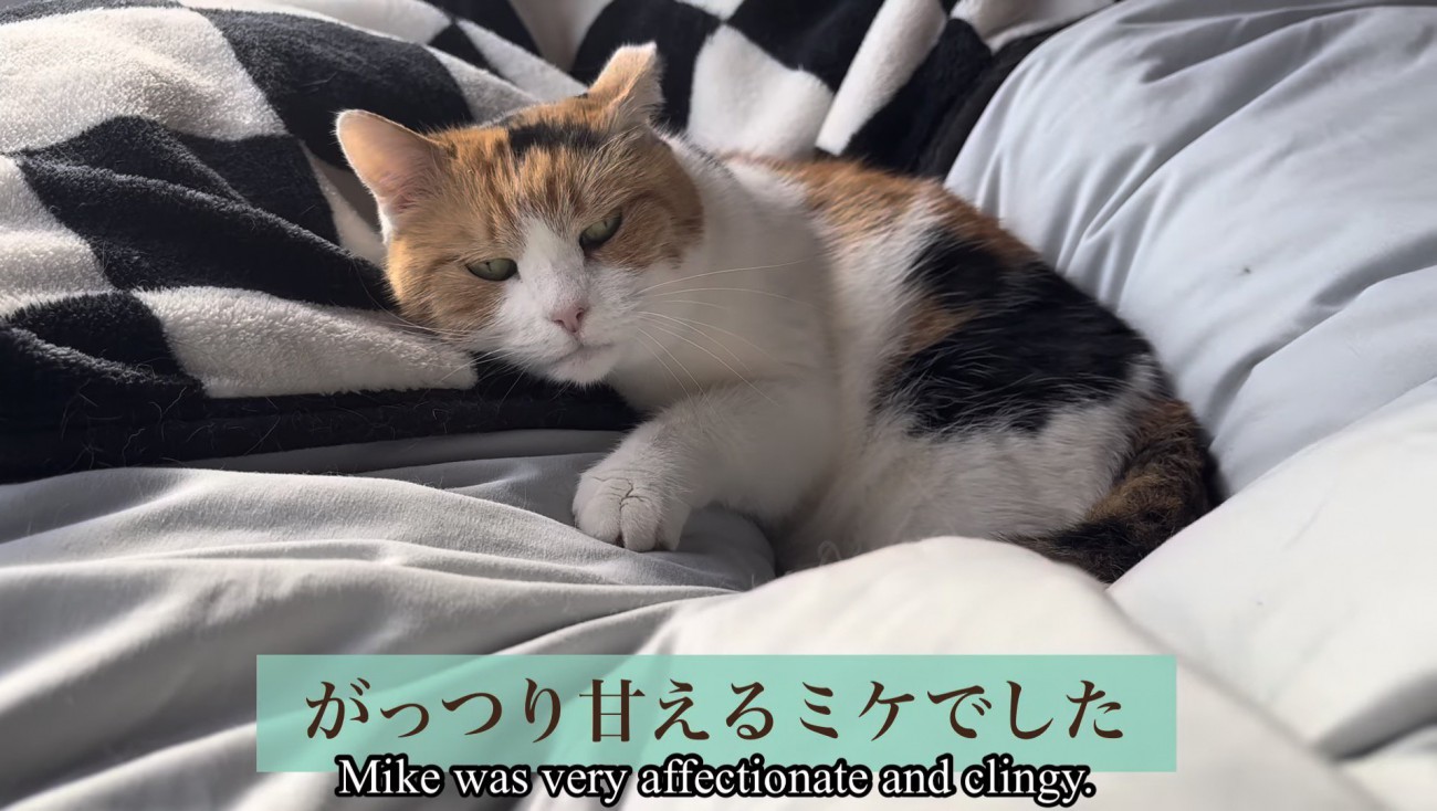 ガッツリ甘えるミケ