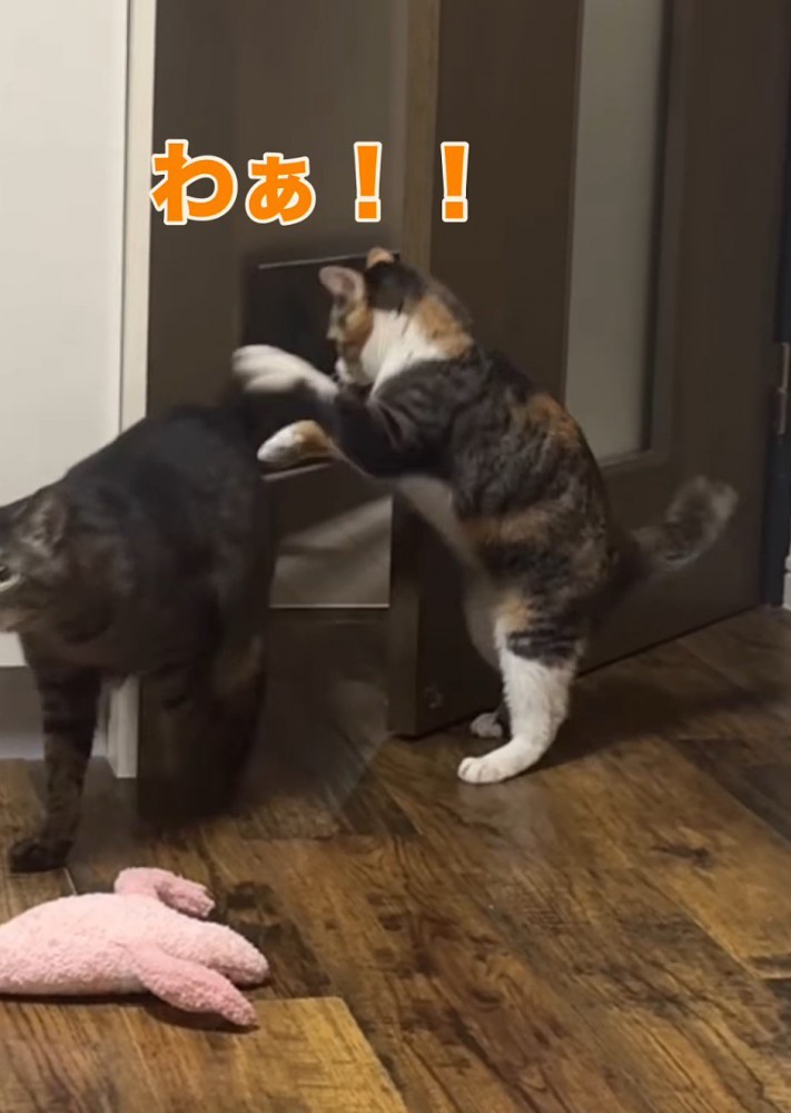 キジトラ猫に飛びかかるふりをする三毛猫