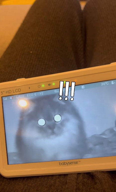 近づいてくる猫