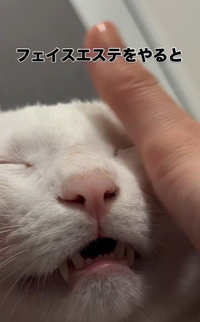 人にマッサージをされている猫