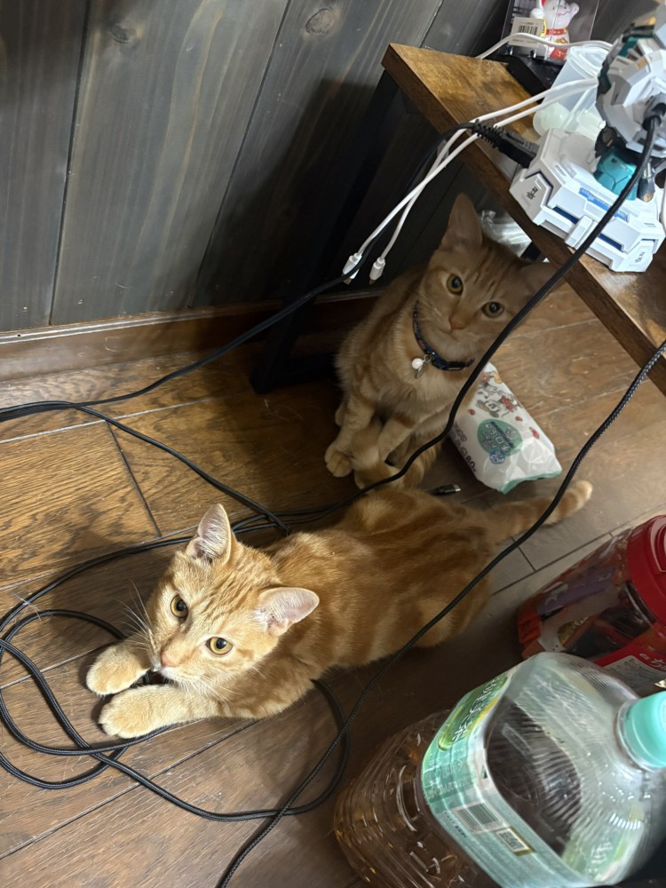 机の下の2匹