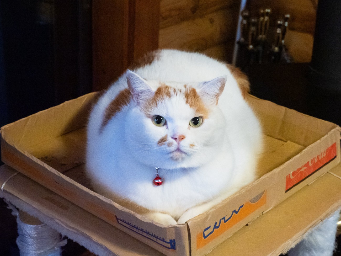 丸まっている猫