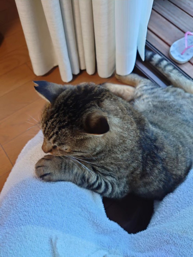 人のひざに寄りかかる猫