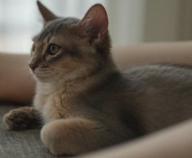 香箱座りをしてくつろぐ子猫