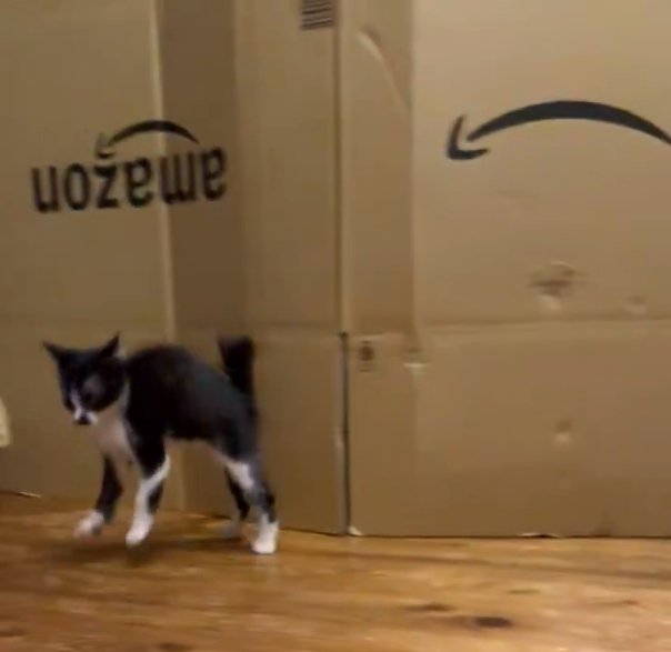 ダンスをするような子猫3