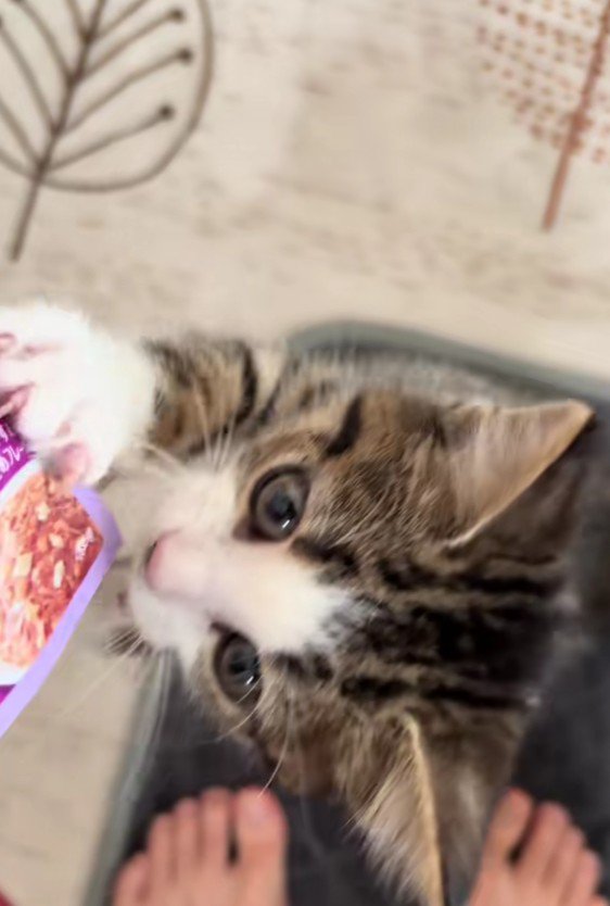パウチに飛びつく子猫