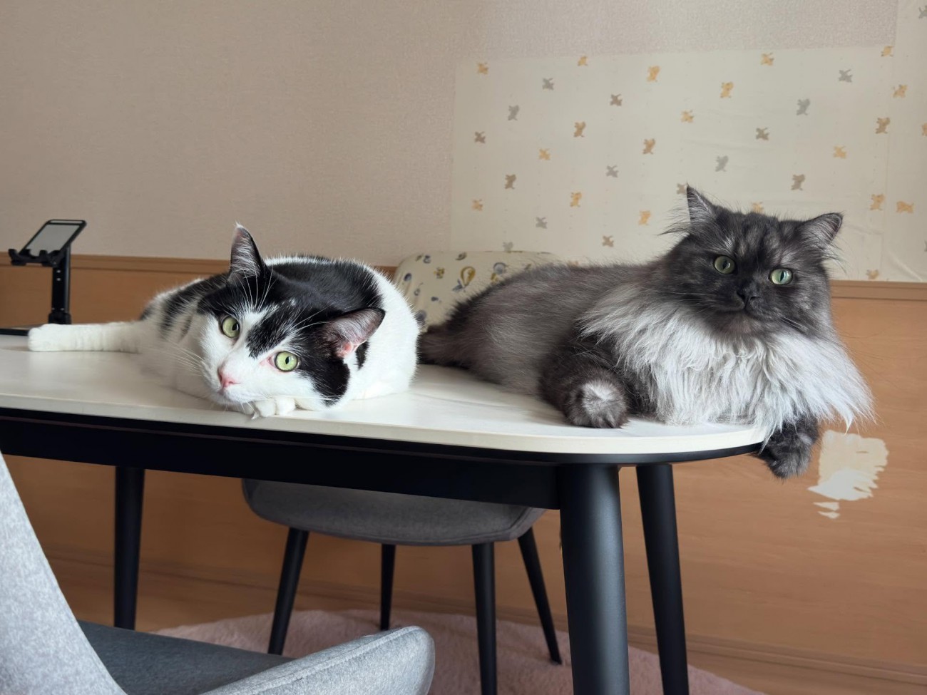 テーブルの上に乗る2匹の猫