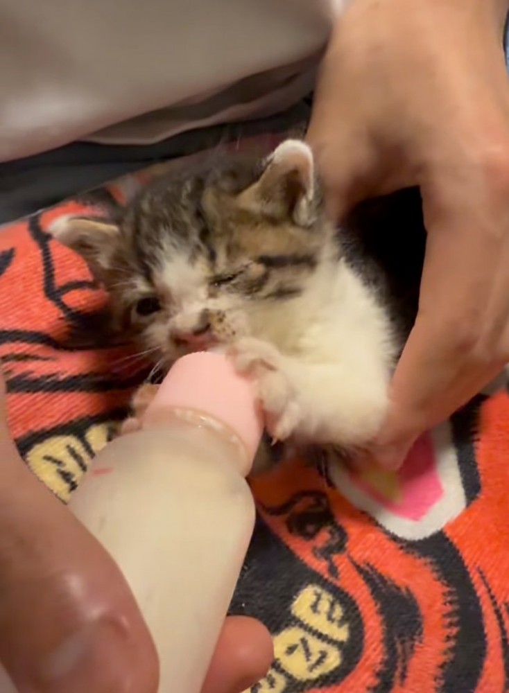 ミルクを飲む子猫