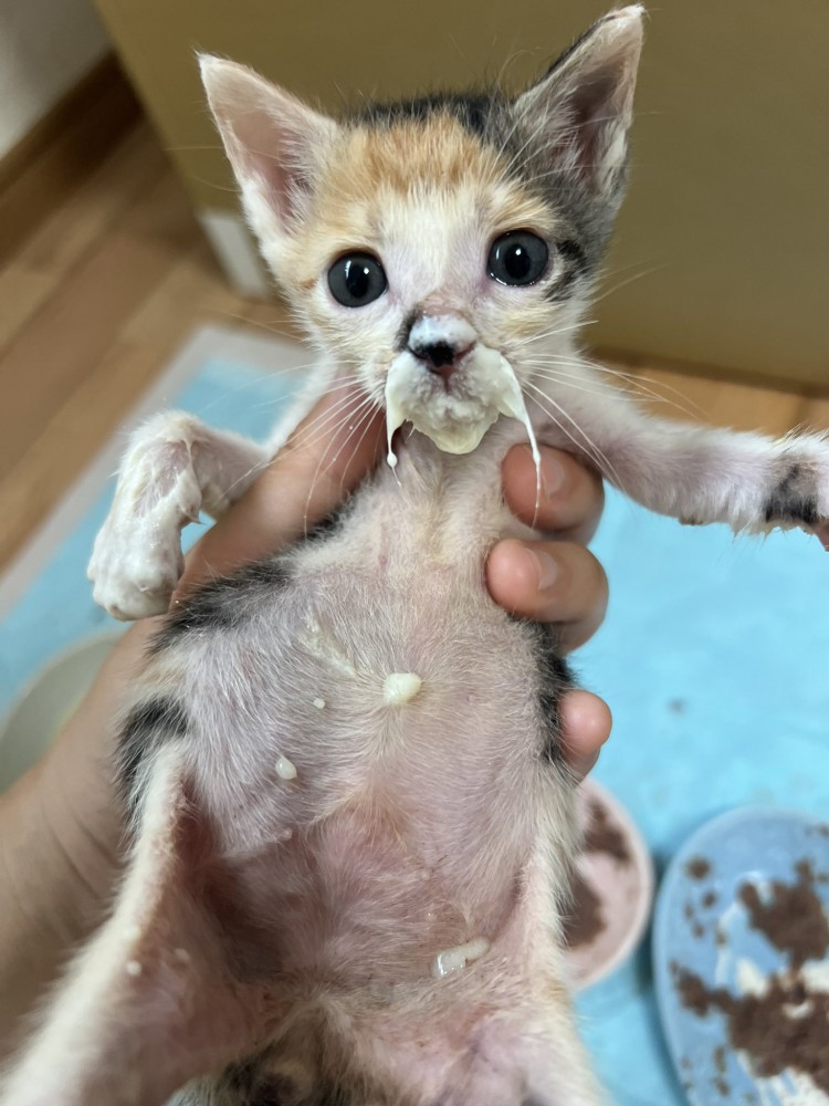 立てて抱っこされるミルクがひげについた子猫