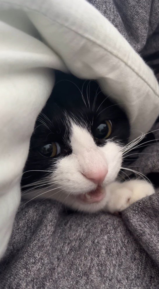 男性から視線を逸らして鳴く猫