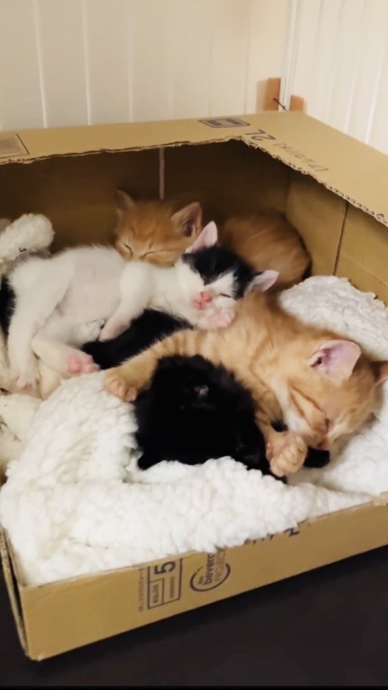 段ボールハウスの中で寝る4匹の子猫
