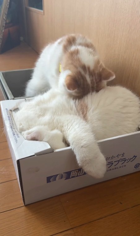 猫吸いする猫