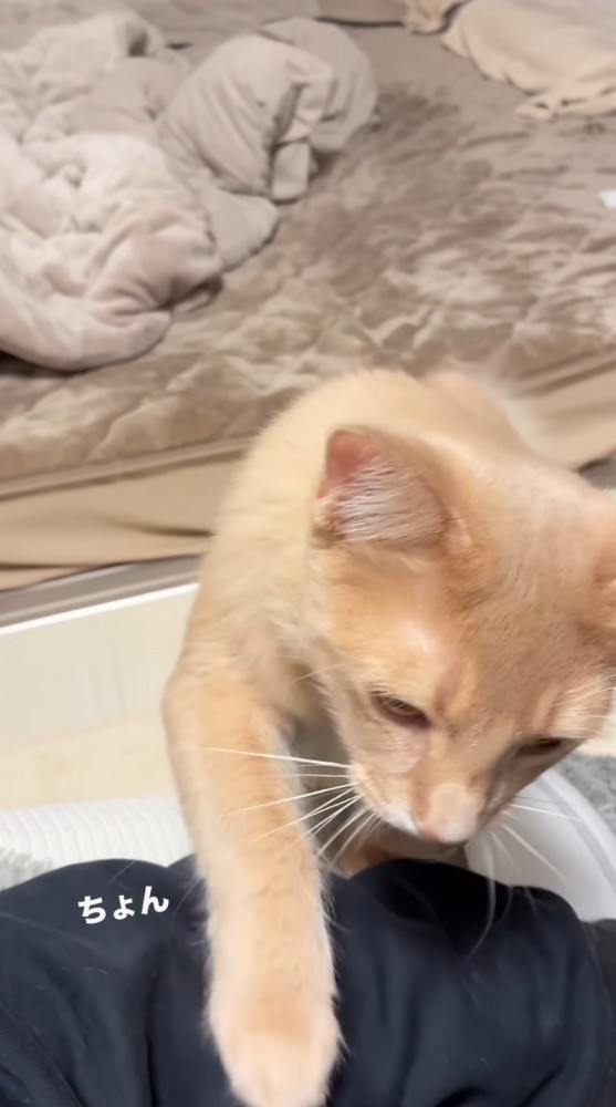 飼い主の腕を前足でタッチする猫