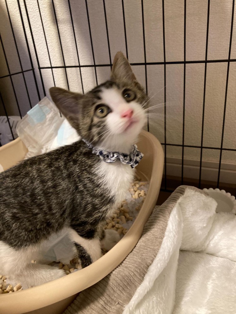 ケージの中の子猫