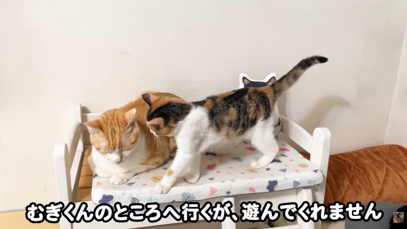 テロップ「むぎくんのところへ～」