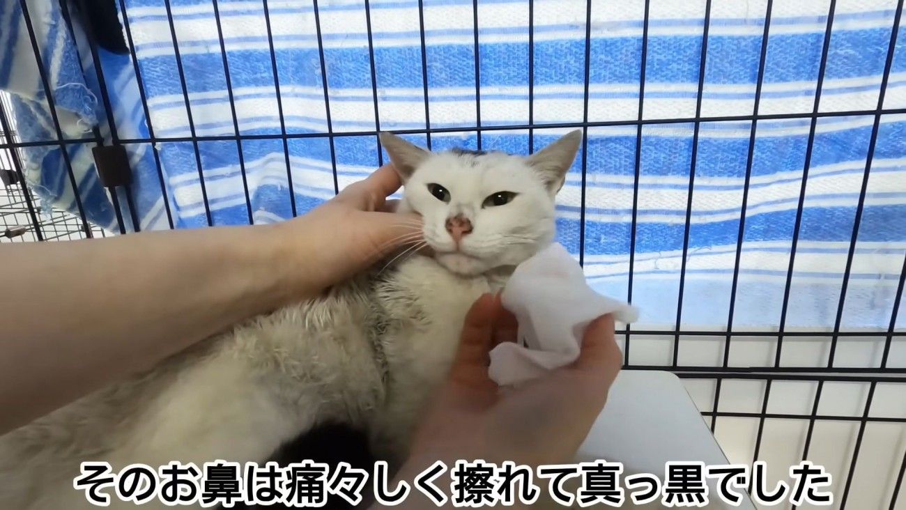 テロップ「そのお鼻は痛々しく～」