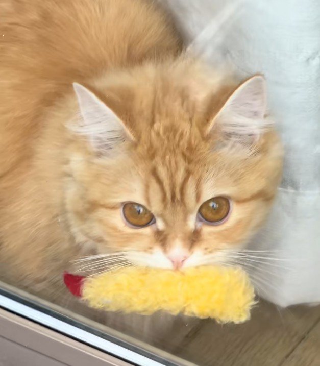 エビフライをくわえた窓辺の猫（アップ）2